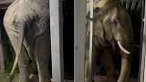 泰国：一“惯犯”大象挤进狭窄门廊偷吃猫粮，尾巴快乐摇摆
