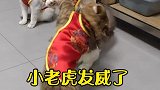 老虎不发威，你当我是哈喽keiti