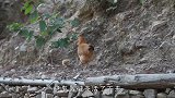 深山里，一大只广式豉油鸡，一个人吃完真带劲