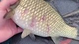 男子在河边钓鱼，竟钓出一条鳞片都竖起来的鱼