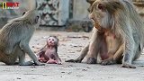 新生猴儿躺在地上跌得鼻青脸肿的，愚蠢的猴妈太不称职了