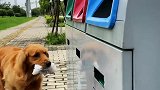 狗狗看见垃圾挡住下水道，主动把垃圾叼进垃圾桶，万物皆有灵性！