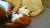 汪星人正在睡觉，猫咪非要粘它怀里