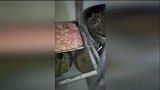 爆新鲜-20161012-山东一学校食堂疑给学生吃猪食 几百家长讨说法!