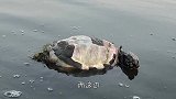 巨大龟壳漂浮在河面，小伙好奇翻过来，眼前的一幕让人不淡定了