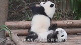 熊孩子把同伴当肉垫，场面笑爆了，心疼团子一秒
