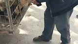 狗狗让爱心人士解救出来，谢谢老板的爱心