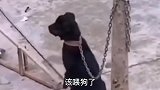 爆笑：你们人类最基本的信用在哪？
