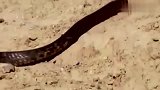 眼镜王蛇捕杀蜥蜴，刺猬跑来搞事情！