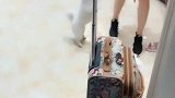 小姨来家做客，狗狗们兴奋到不知所措，场面有些失控！