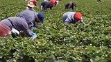 新鲜采摘草莓，农村生活
