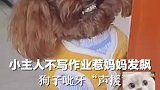 小主人不写作业惹妈妈发飙，狗子呲牙声援