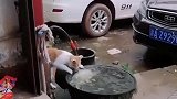 猫：主人不在，我先把这鱼给吃了！