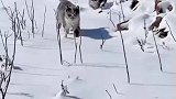 根据脚印，猜不出多少只猫