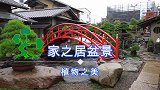植物也可以这么美，树桩盆景，我真的是见一盆爱一盆，流连忘返