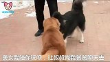 金毛看见漂亮的小母狗，扑上去抱住未来老丈人，太会来事了