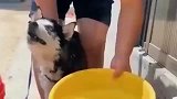 二哈：不求你把我当人，你把我当条狗行吗！你自己做个人行吗！