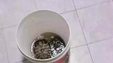 乌龟结冰了，男子用水给它解冻