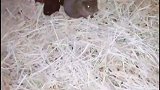 小家伙都长成圆的了
