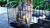 被关在铁笼里的猴子，无力的双手想抓住什么，那表情让人心碎