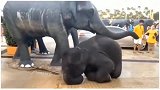 泰国一只失去母亲的小象对着雕塑撒娇，那是记忆中母亲的样子