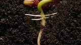 嫦娥四号搭载的六中生物，为什么棉花会先发芽