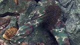 不亏是蜂王，内裤都要最大号的！