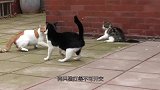 两只猫咪打架，其中一只一爪子按住对方，猫：兄弟，别激动