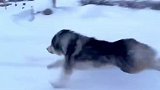 当阿拉斯加看到雪后，瞬间“血脉觉醒”跑得比车都快！