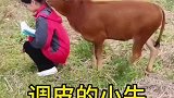 这头小牛也太调皮了，居然还想偷袭主人！