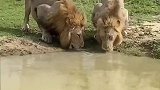 狮王就是霸气，面对鳄鱼的虎视眈眈依旧淡定从容地喝水