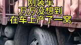 一只五万的猪刚装上车，没想到产了一窝