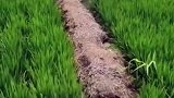 小伙把螃蟹倒入田里，这一招绝了，来年一定双丰收！