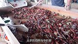 世界上最凶猛的虾，运输要靠防弹鱼缸，拳头威力堪比子弹