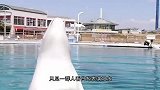 白鲸发现饲养员来了，忽然起了坏心思，下一秒憋住不要笑