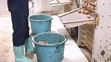 收鸡蛋的工作，简单但是真浪费啊
