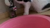 猫：水龙头明明开了呀，水咋就不出来呢！
