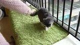 把猫刚舔顺的毛弄乱，小猫翻脸出手就打，老猫-再大力！