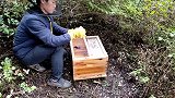 我县最大规模的蜂场，全靠口碑，看看喂白糖吗