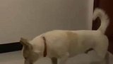 狗狗祟祟！像不像聚会回来太晚的你