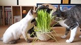 猫咪怎么了，竟然聚众在一起吃草