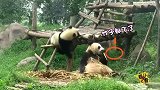 熊猫被吓到爆笑集锦 不信你不笑