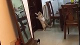猫：老吴起床了，再不起来上班迟到了！
