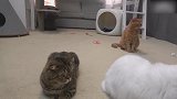 可爱的小猫咪们，这萌萌的小表情，好想抱回家！