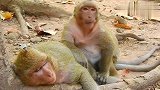 胖猴哥真是过分，先是咬母猴的腿，然后又暴力扒开母猴的嘴巴