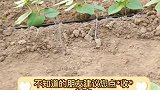 豆角种植三大禁忌