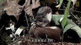 可爱的小貂还会吃老鼠因为在人群中多看一眼，追你到天边