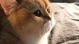 主人和猫咪拍视频，这大概是全网最配合的猫咪了，没有之一