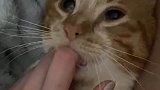 小猫咪吸主人手指，最后表情亮了