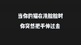 当你的猫在洗脸脸时，你突然把手伸过去，会有很暖心的一幕哦！